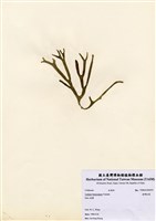 藏品(臺灣松藻)的圖片